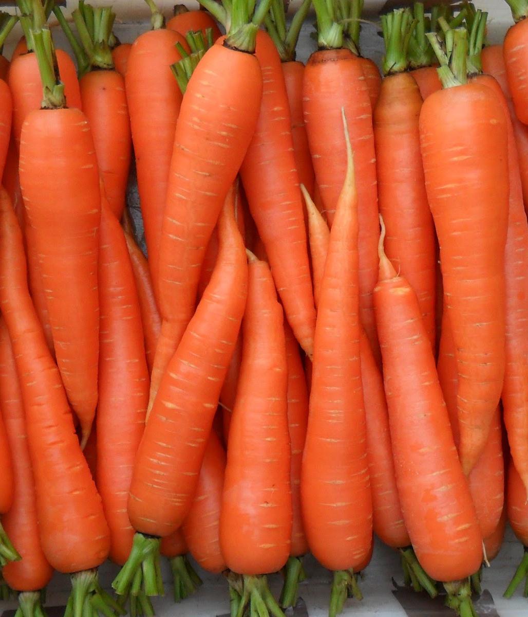 ФОТОГРАФИЯ Морковь Ромоса 0,5 г (Голландия)