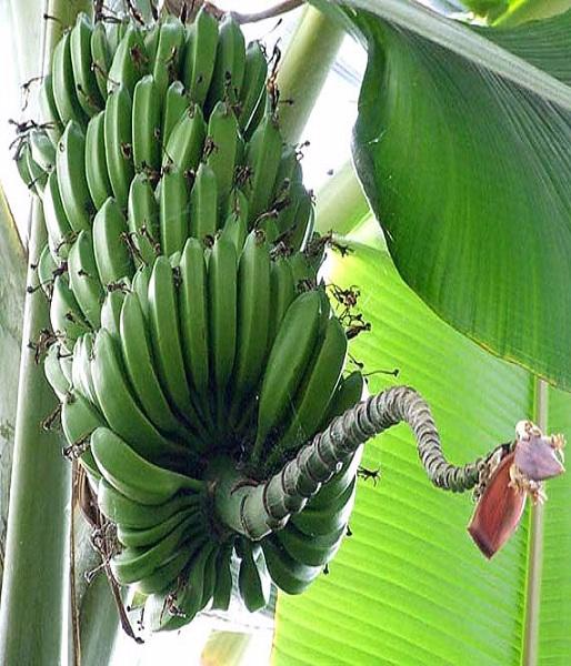 банан и семена