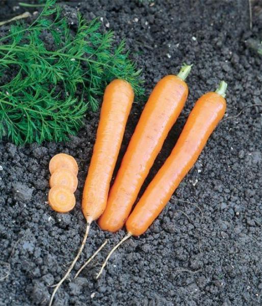 Описание и характеристики сорта моркови Наполи