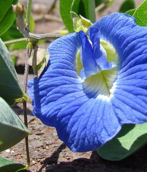 Clitoria ternatea - Клитория тройчатая, Синий чай - купить семена на Tropics Seeds.