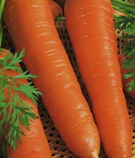 Морковь Белочка: описание и характеристики сорта, правила посадки и выращивания, отзывы