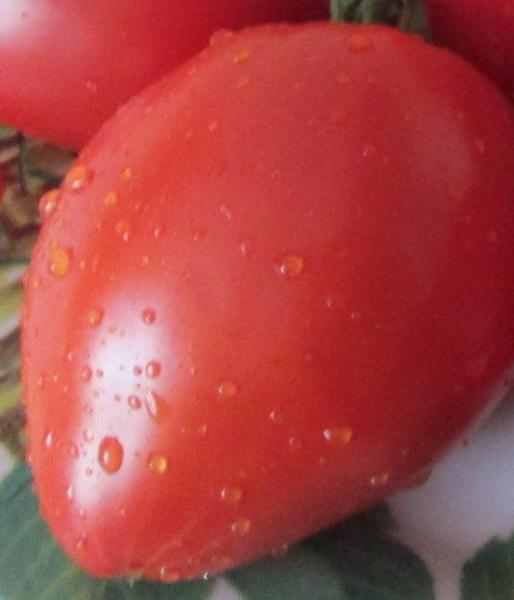 Купить семена Томат Алиса, 0,3 г по лучшей цене с доставкой по Москве и РФ