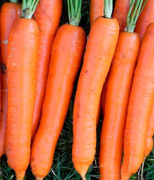 Форма и размер корнеплодов моркови Осенний король
